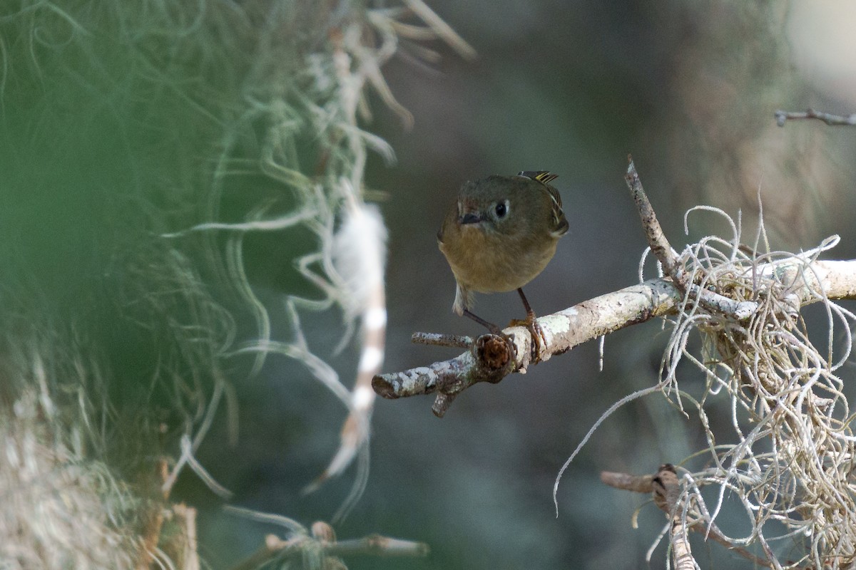 Ruby-crowned Kinglet - ML648269611