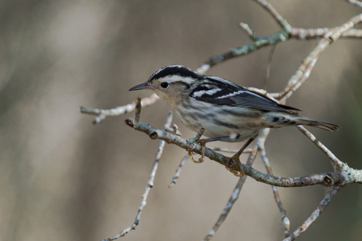 Black-and-white Warbler - ML648269646
