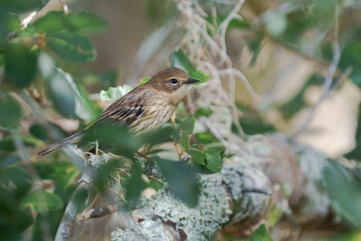 Yellow-rumped Warbler - ML648269660