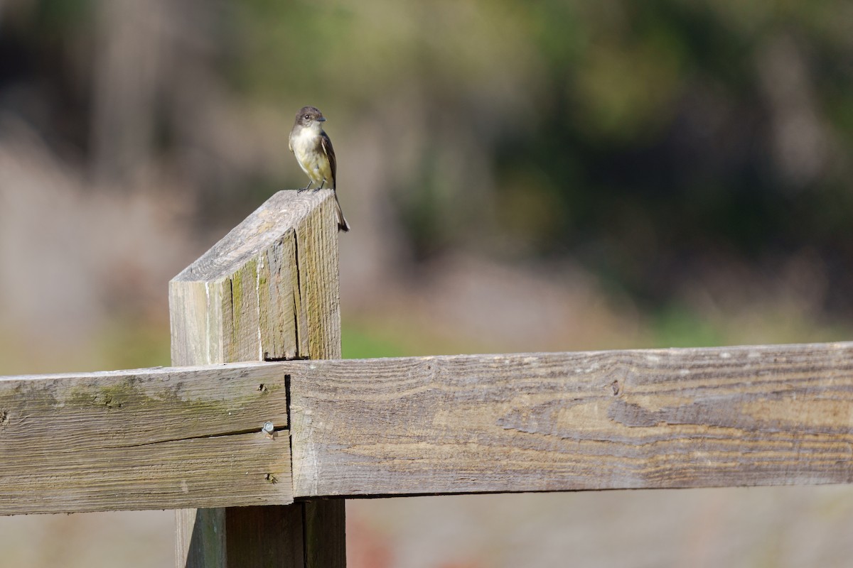 Eastern Phoebe - ML648269669