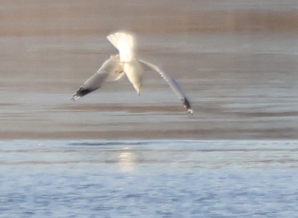 שחף עקוד-מקור - ML648269748
