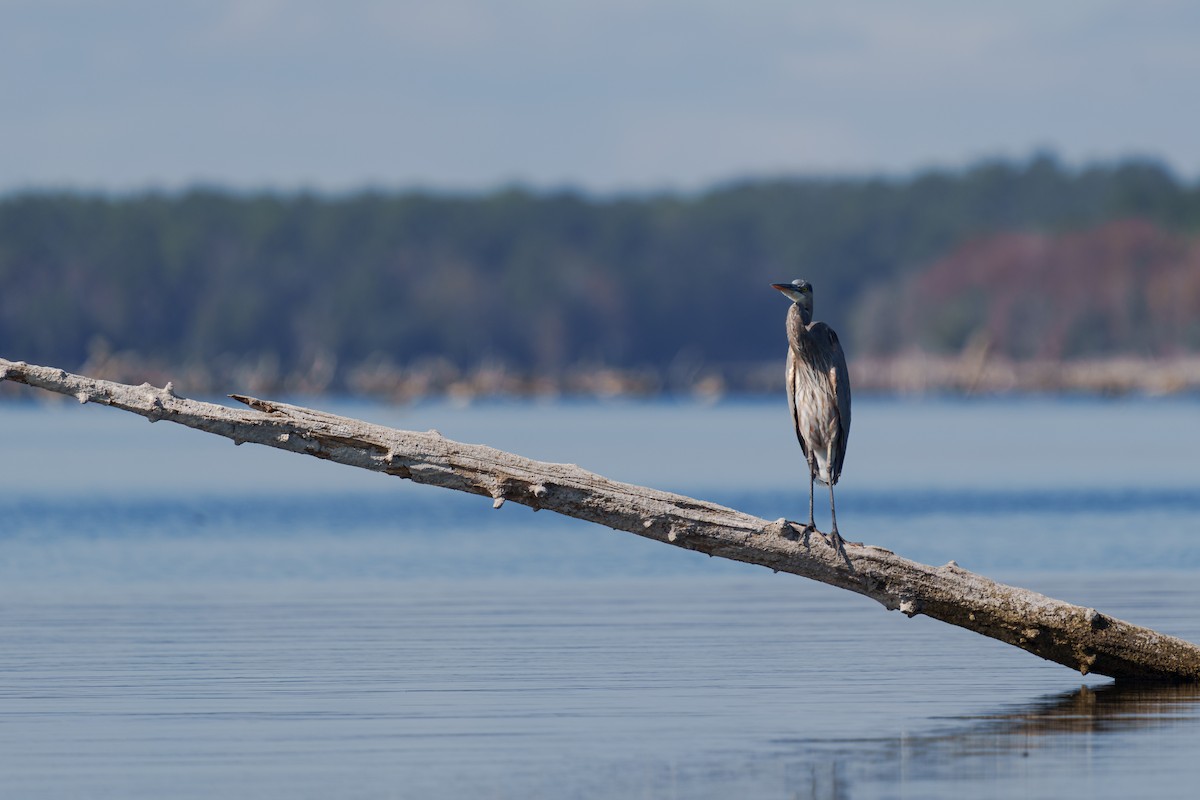 Great Blue Heron - ML648269765