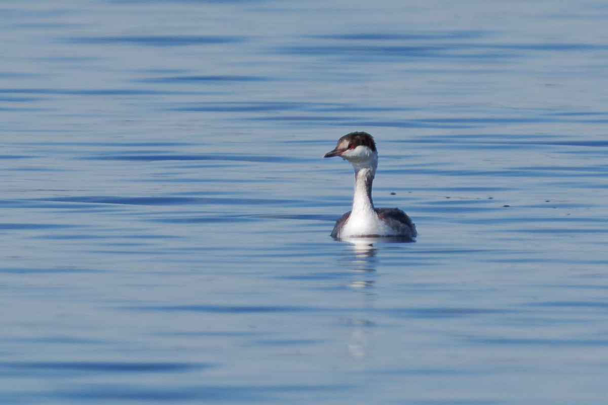 Svasso cornuto - ML648269775