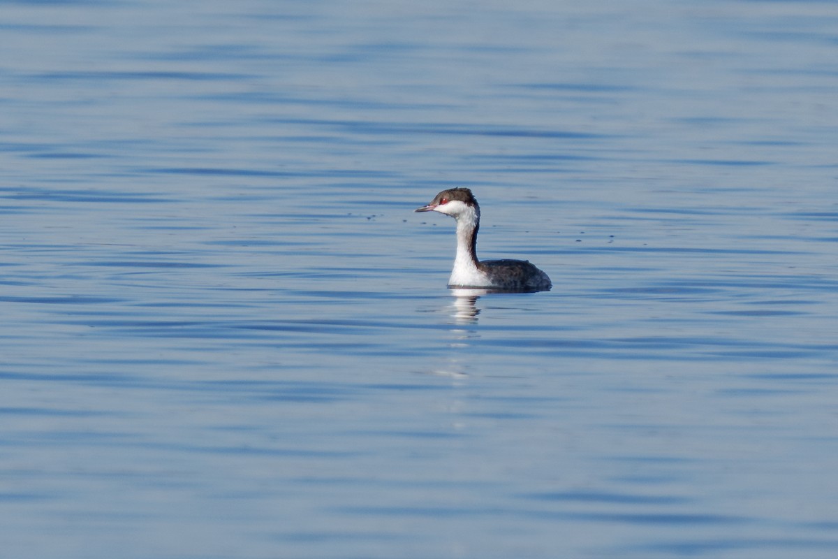 Svasso cornuto - ML648269777