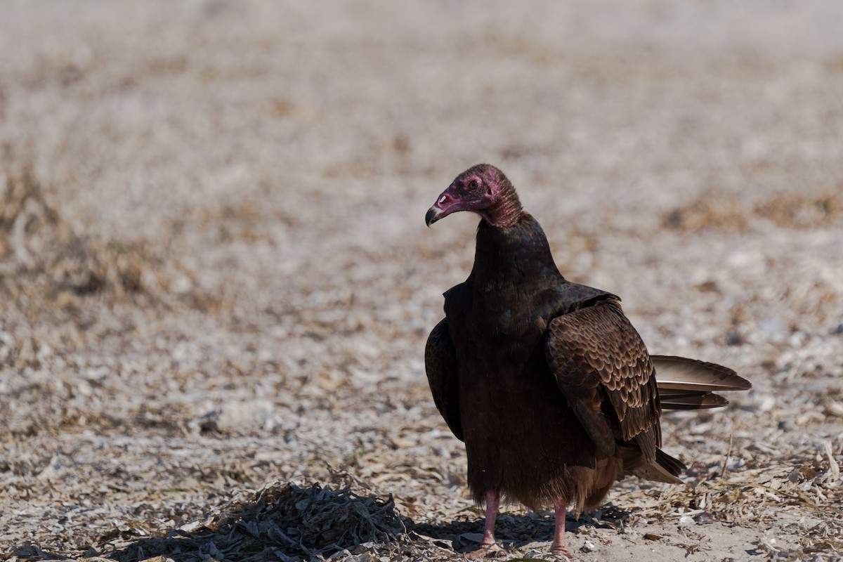 Turkey Vulture - ML648269833
