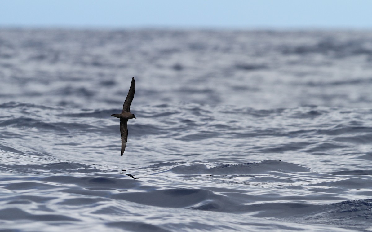 Bulwer's Petrel - Christoph Moning