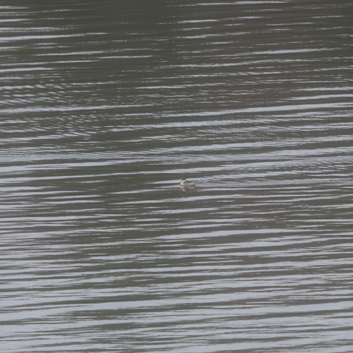 Bufflehead - ML648270040