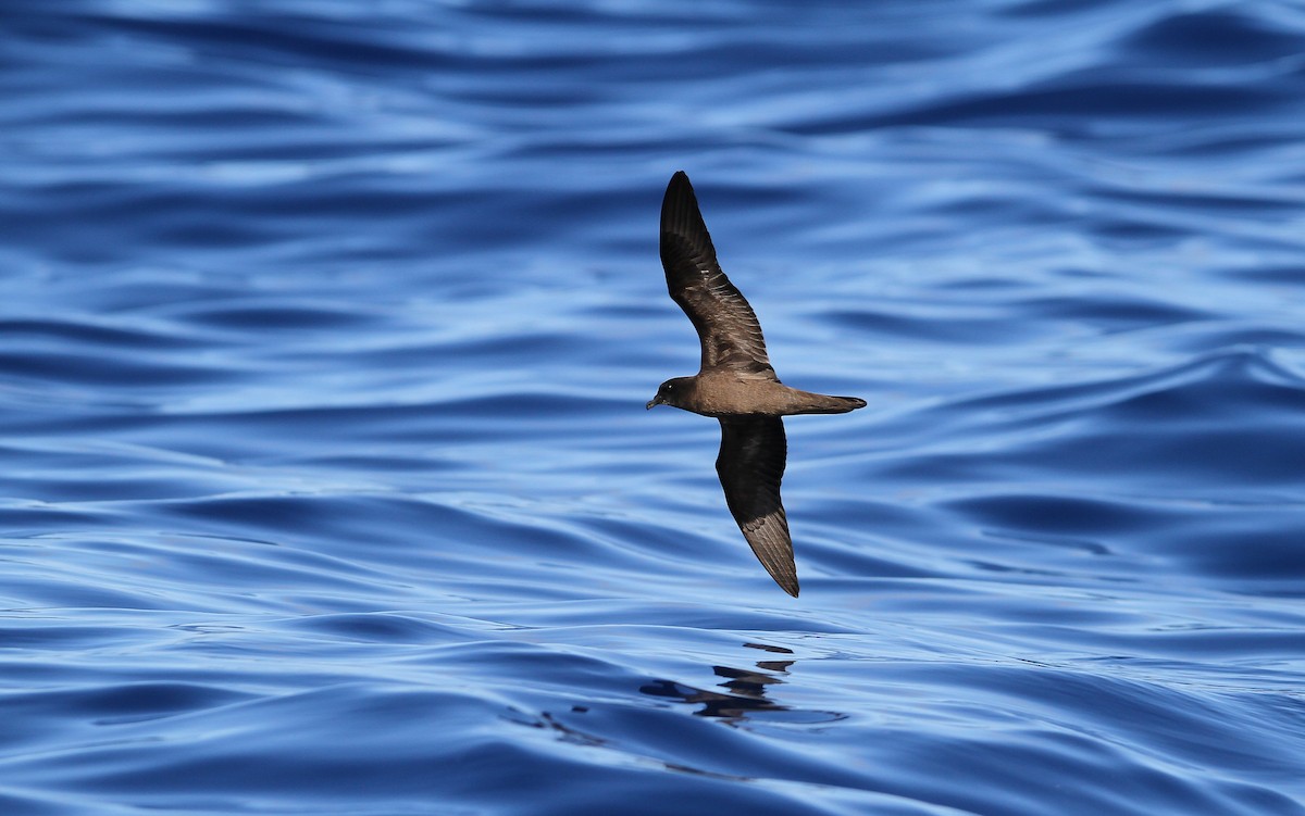 Bulwer's Petrel - Christoph Moning
