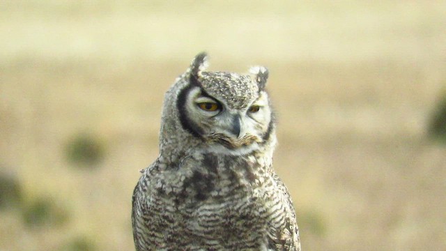 Lesser Horned Owl - ML648270841