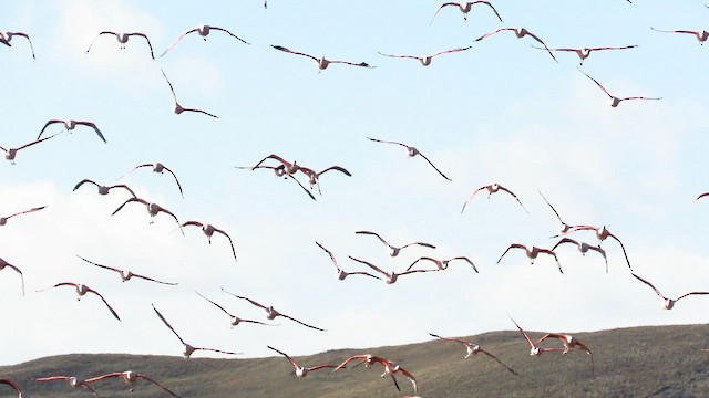 Chilean Flamingo - ML648270865