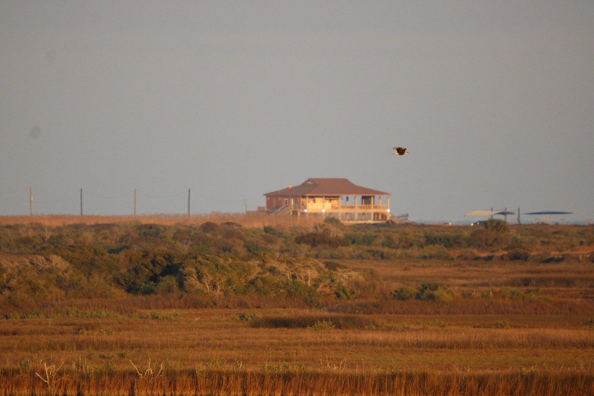 karančo jižní (ssp. cheriway) - ML648271111