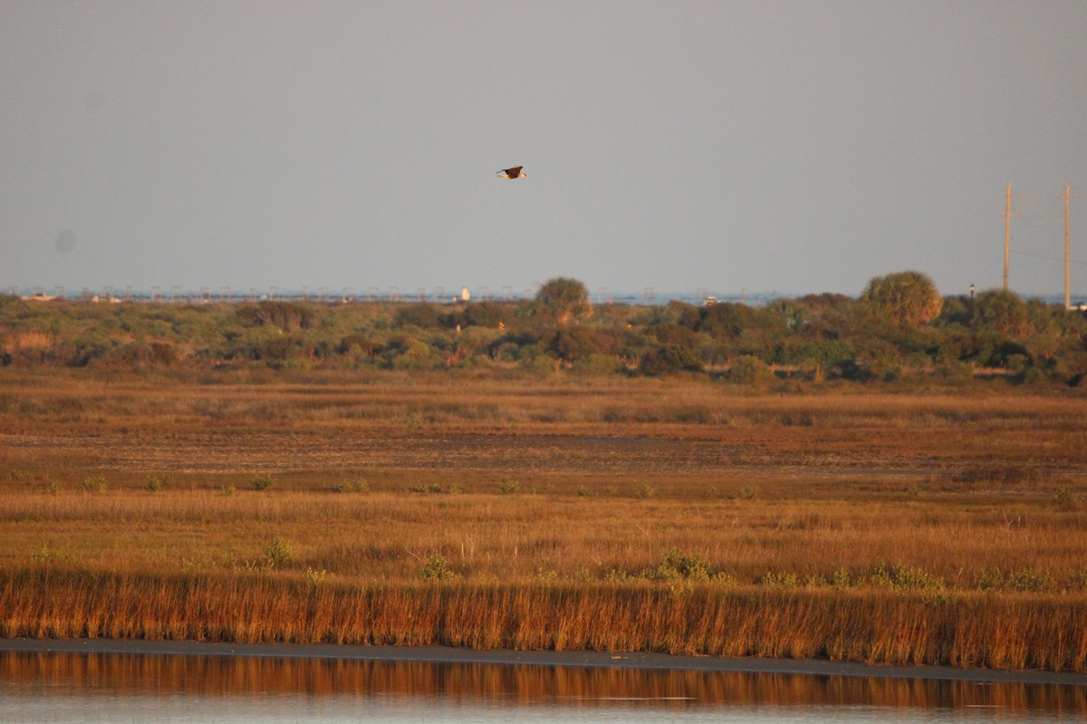 karančo jižní (ssp. cheriway) - ML648271116