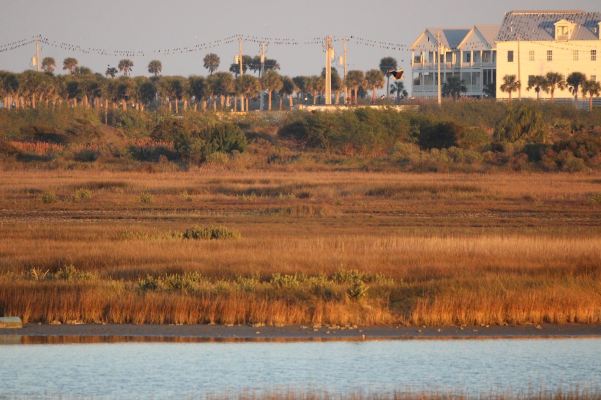 karančo jižní (ssp. cheriway) - ML648271151