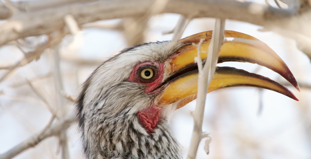Southern Yellow-billed Hornbill - ML648271443