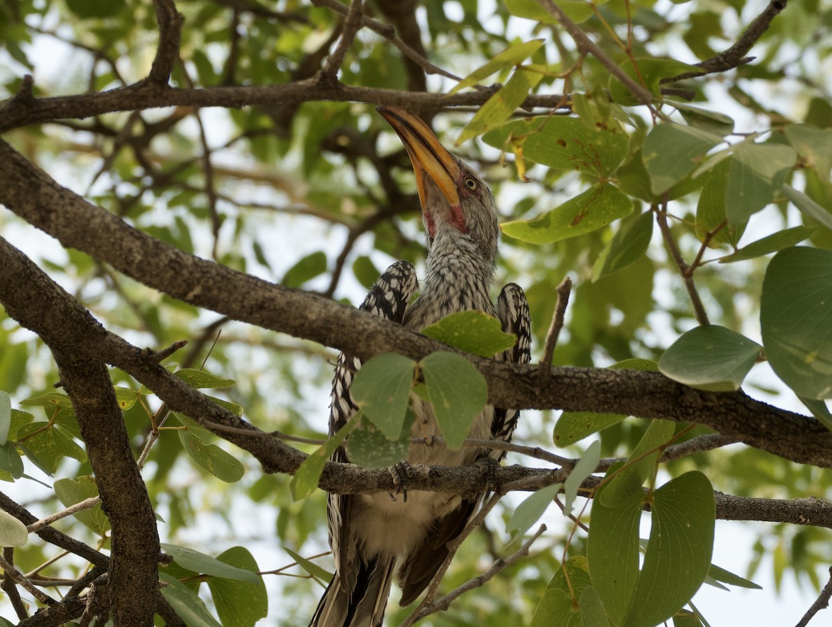 Southern Yellow-billed Hornbill - ML648271461