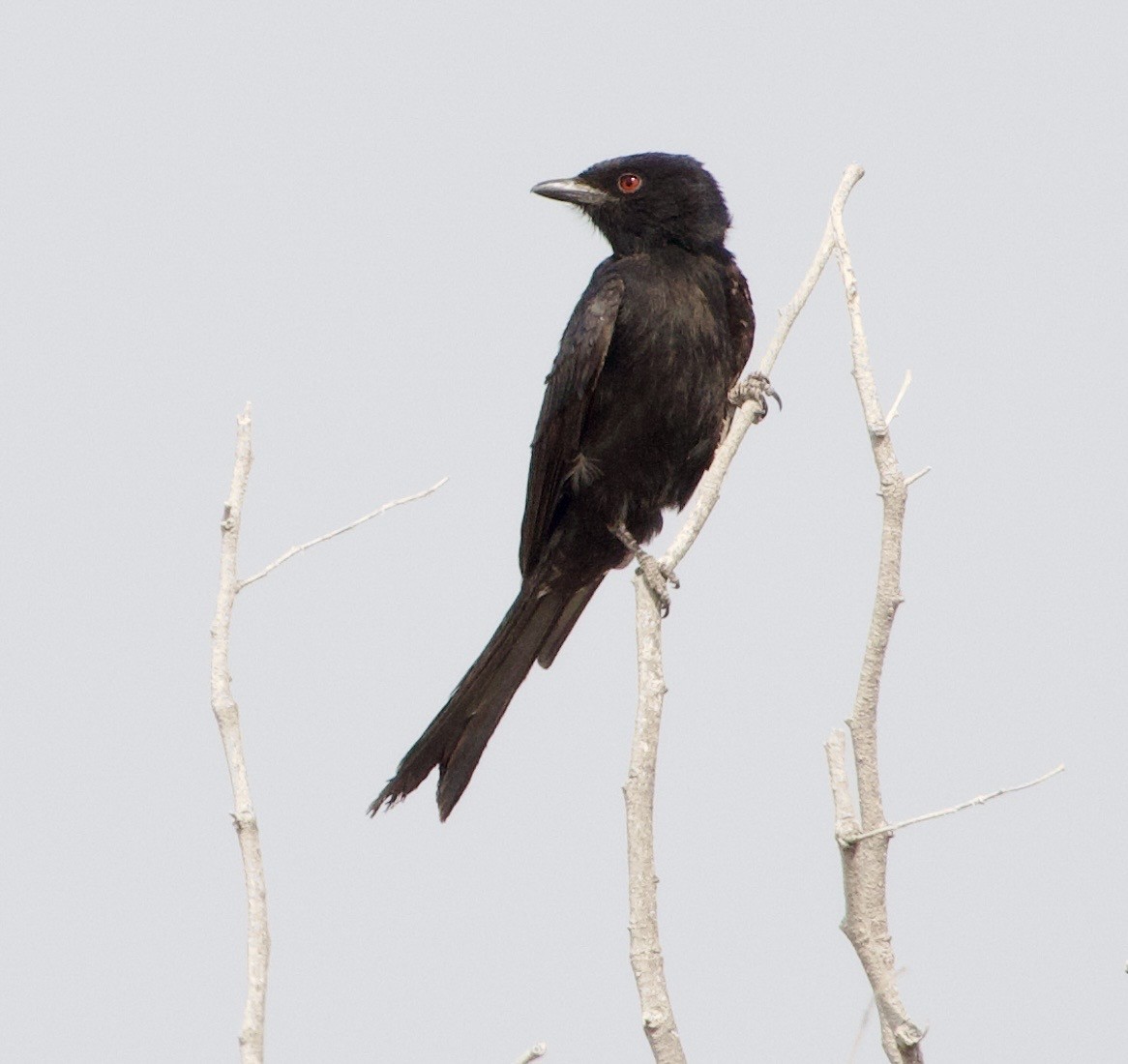 Fork-tailed Drongo - ML648271612