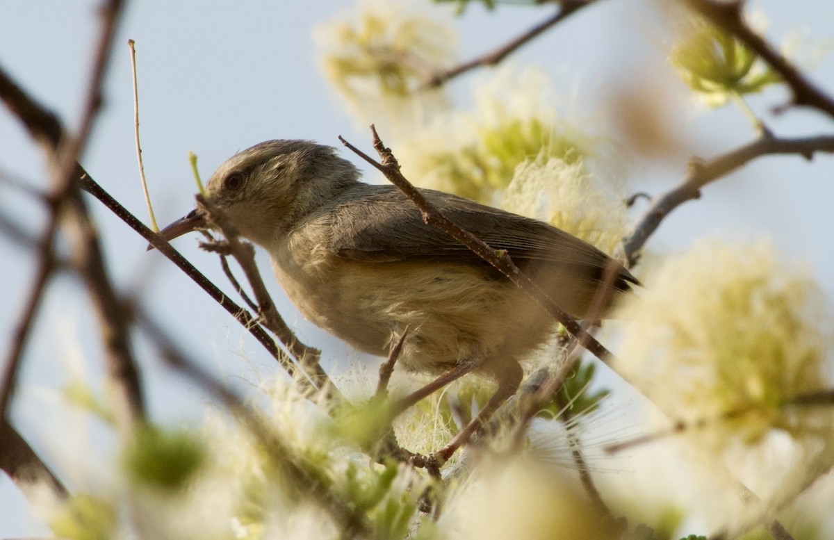 Long-billed Crombec - ML648271690