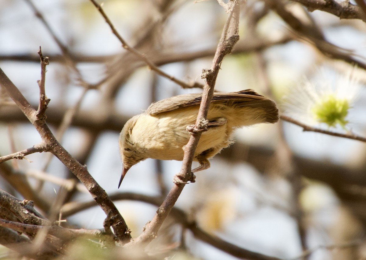 Long-billed Crombec - ML648271691