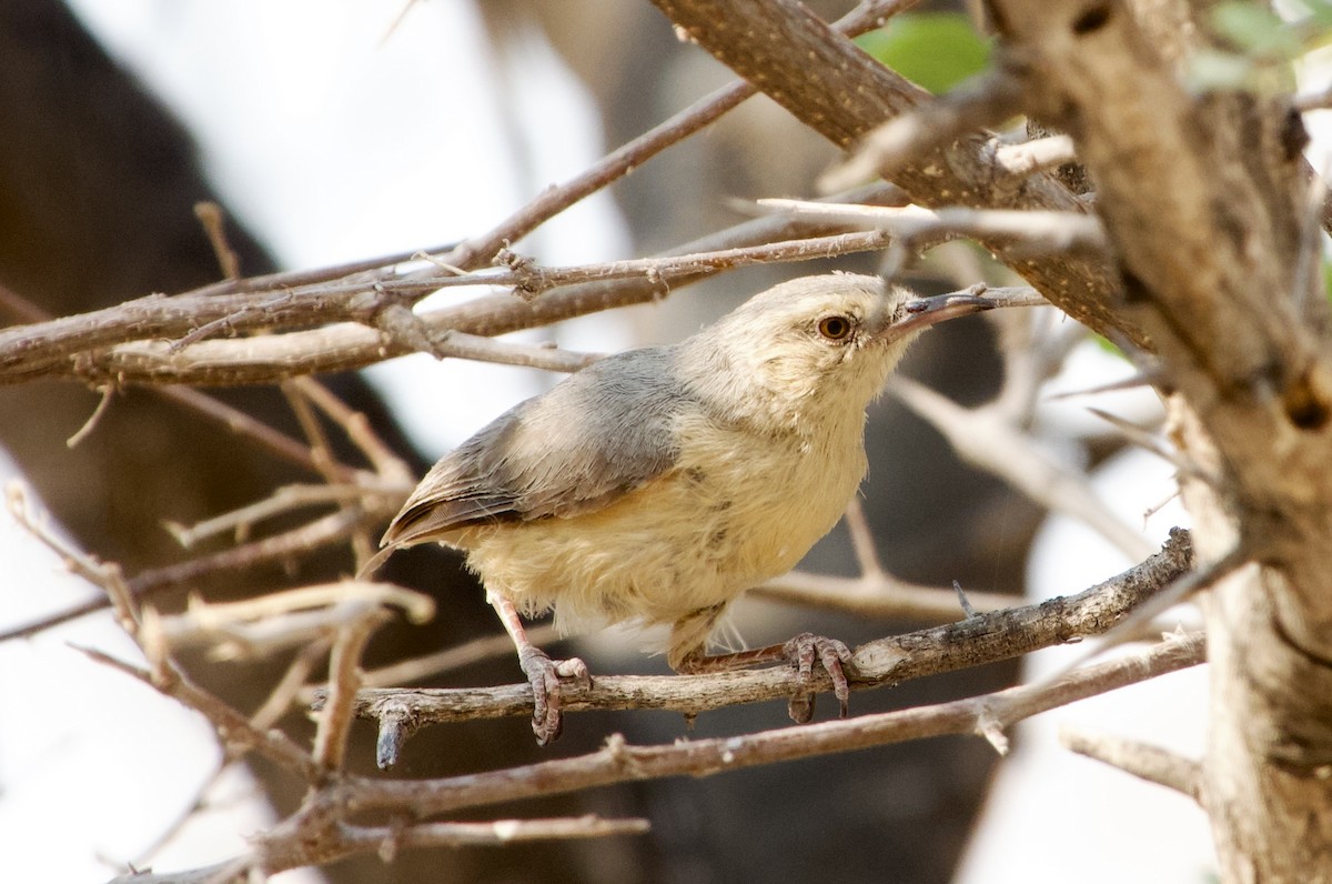 Long-billed Crombec - ML648271692