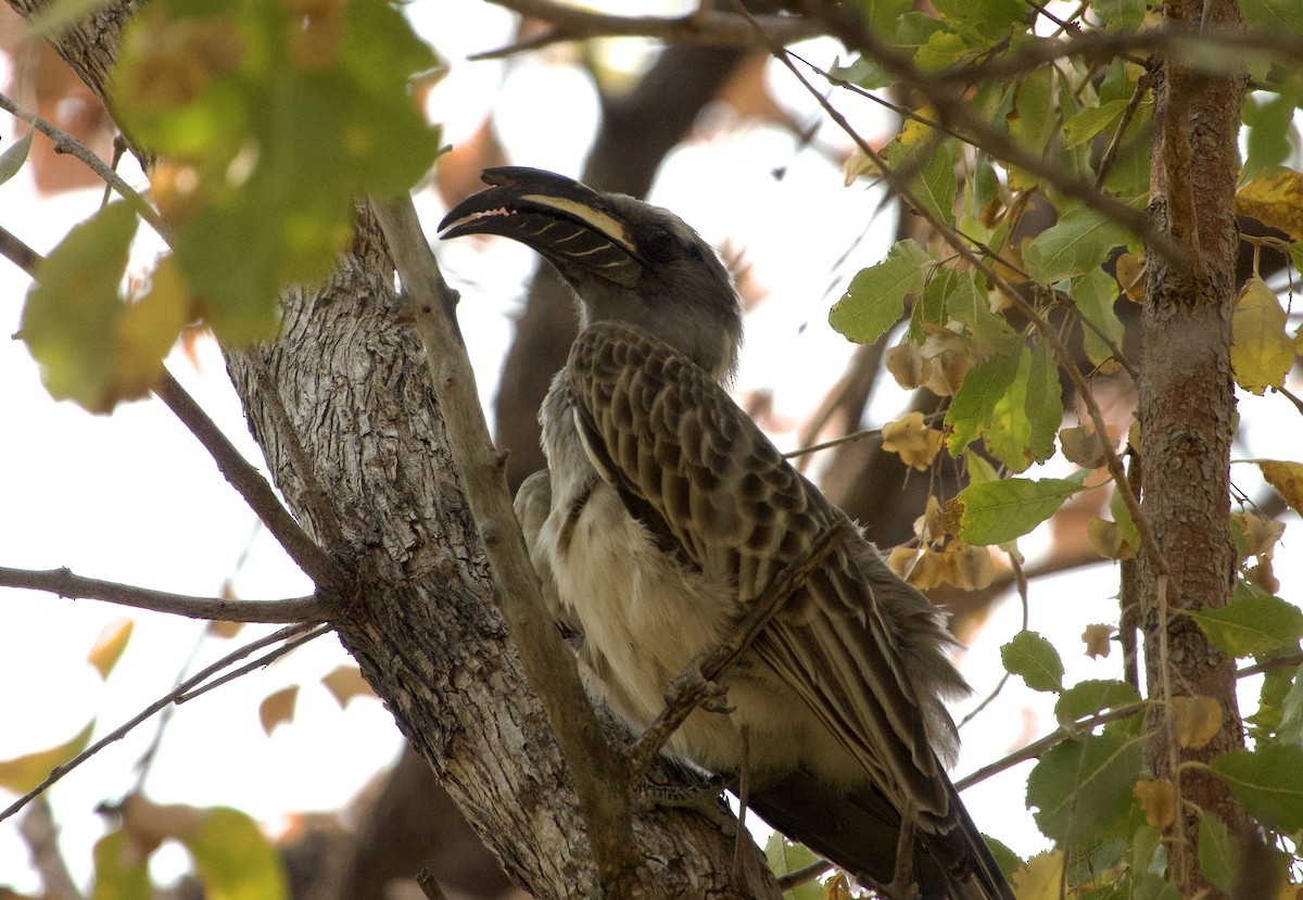 African Gray Hornbill - ML648271792
