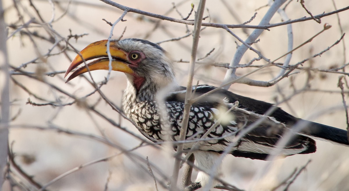 Southern Yellow-billed Hornbill - ML648272013
