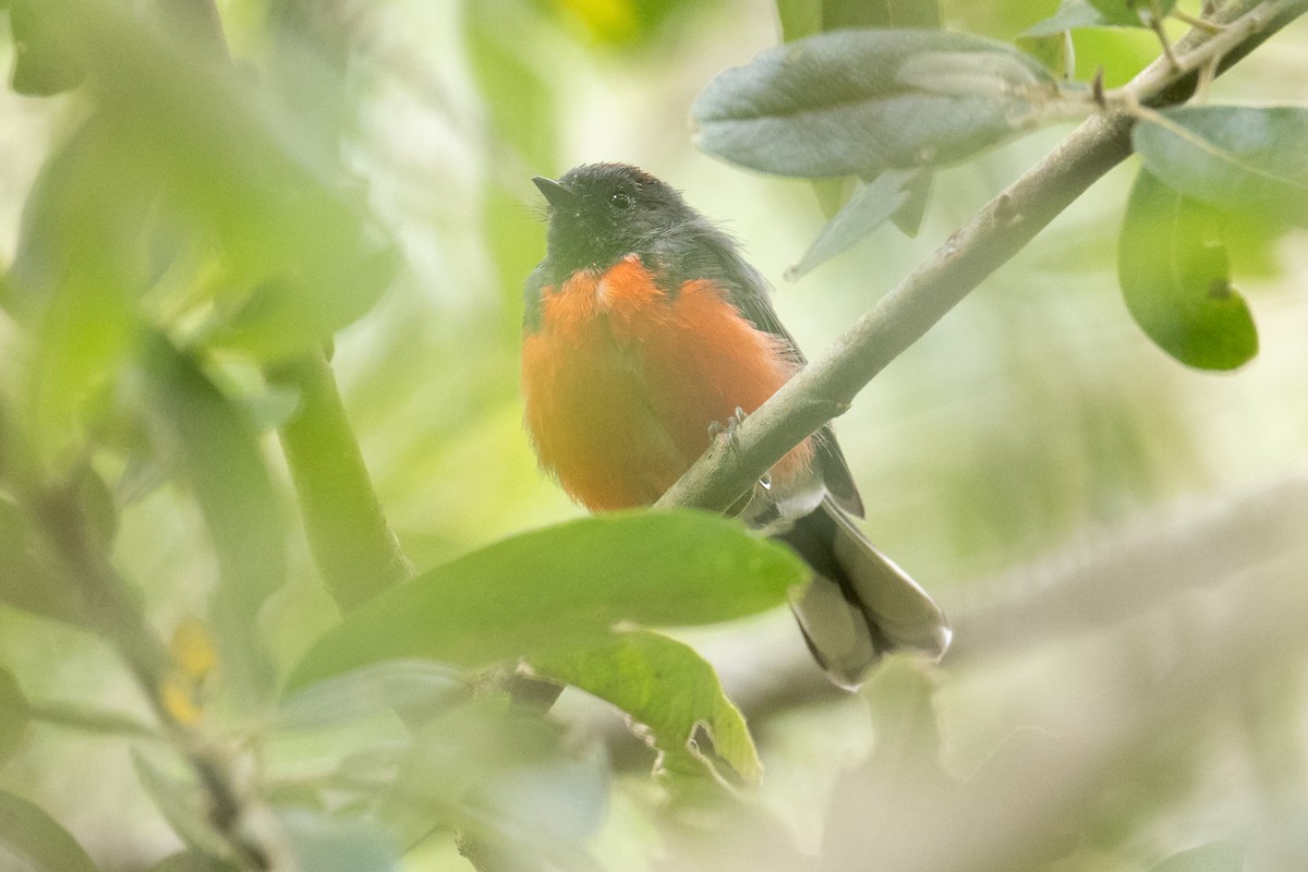 ベニイタダキアメリカムシクイ - ML648272031