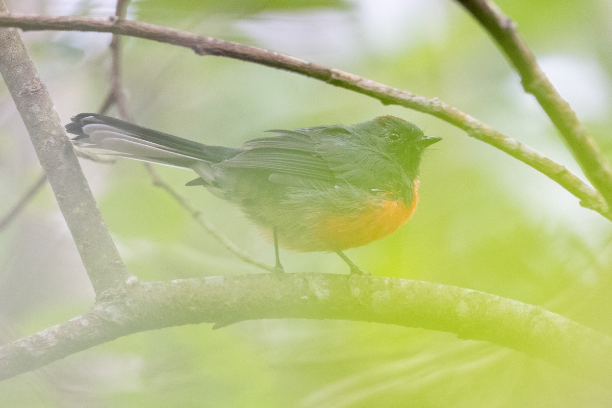 ベニイタダキアメリカムシクイ - ML648272035