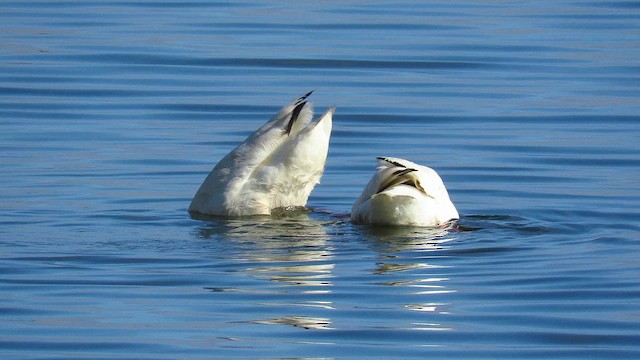 coscorobasvane - ML648272051