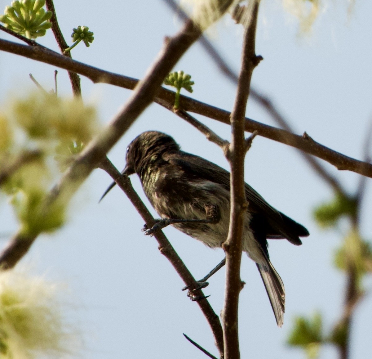 Dusky Sunbird - ML648272060