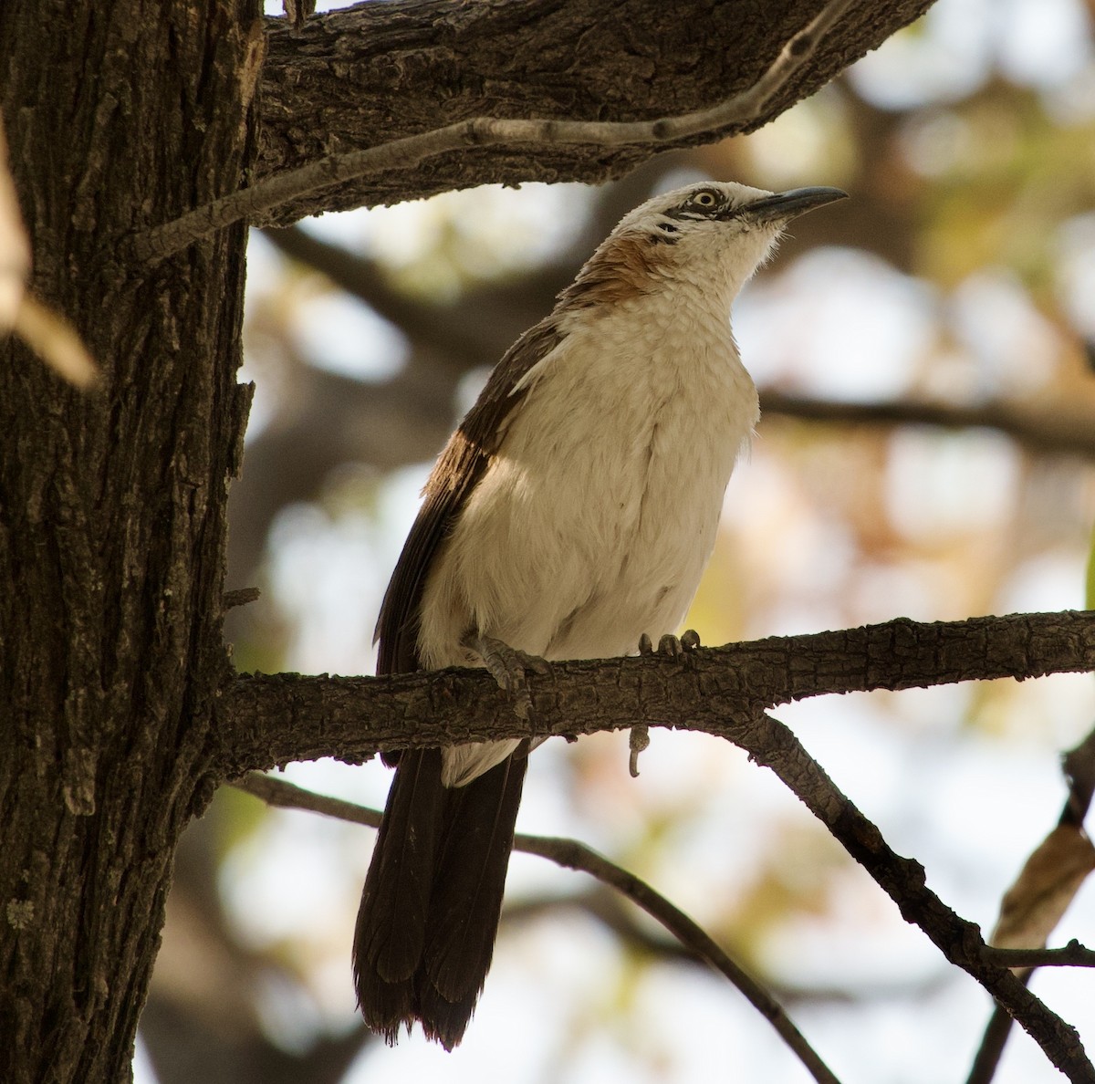 Bare-cheeked Babbler - ML648272221