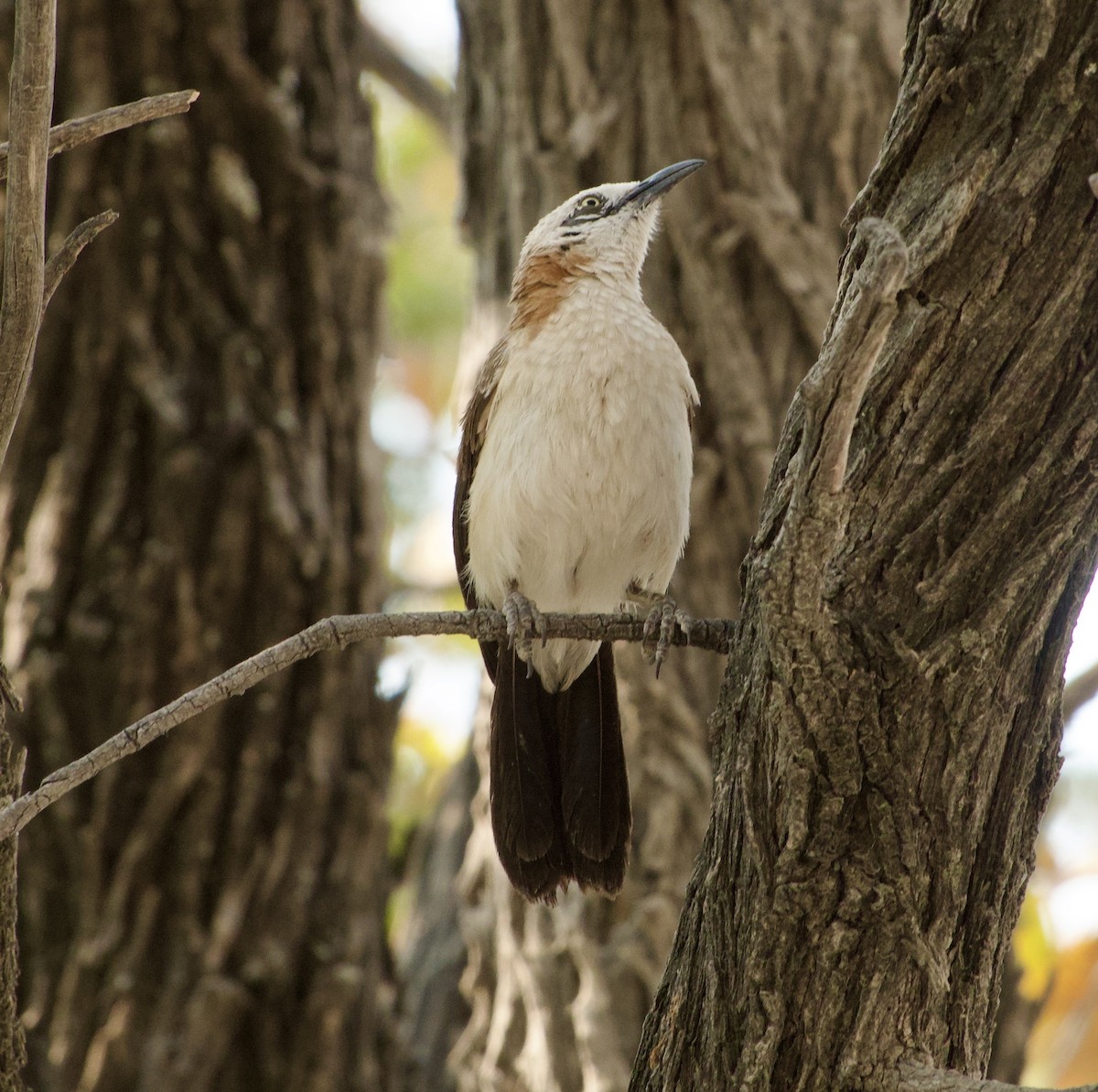Bare-cheeked Babbler - ML648272222