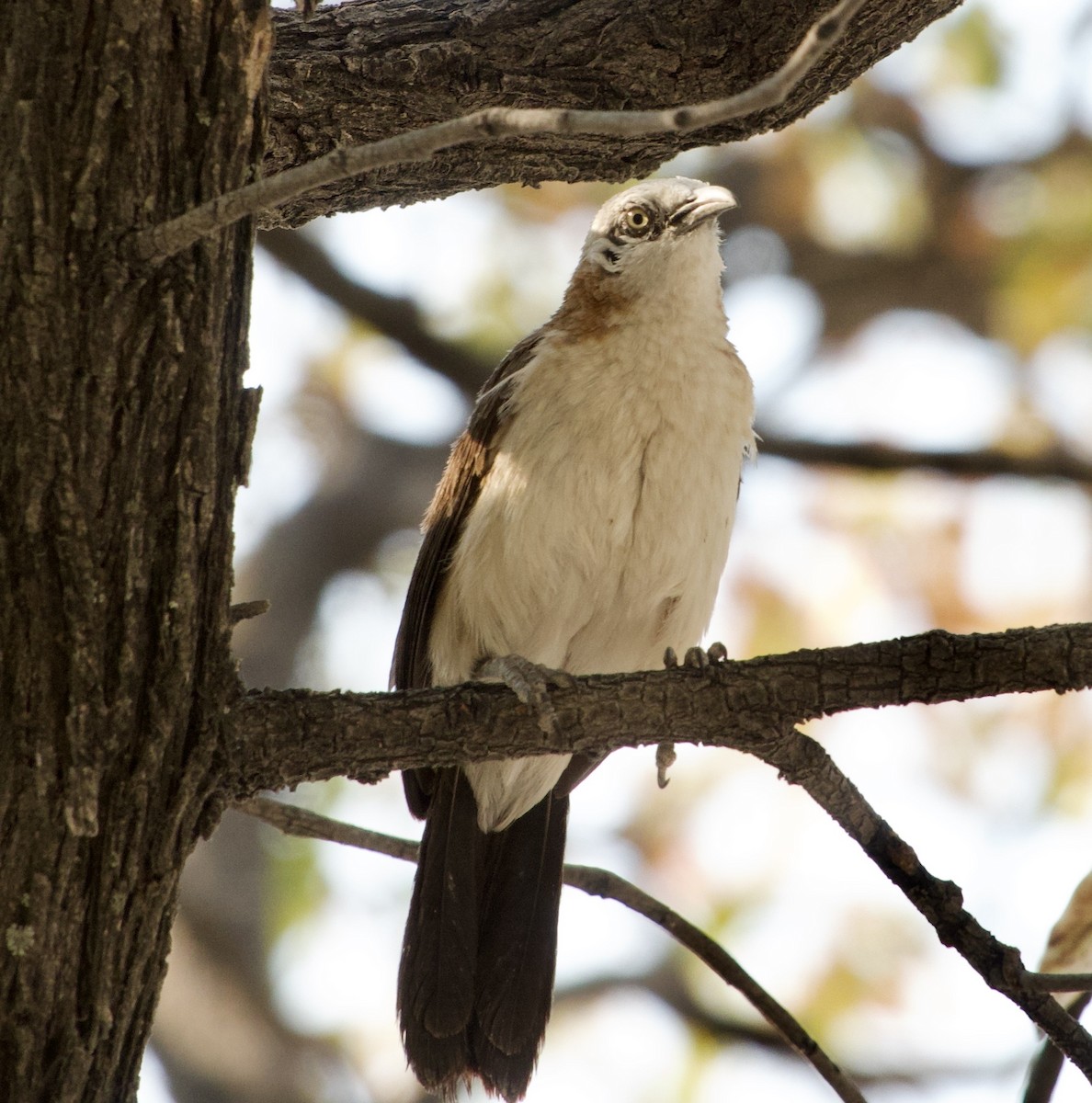 Bare-cheeked Babbler - ML648272223