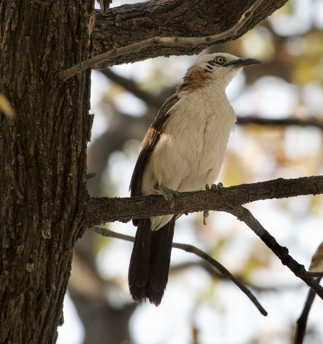 Bare-cheeked Babbler - ML648272224