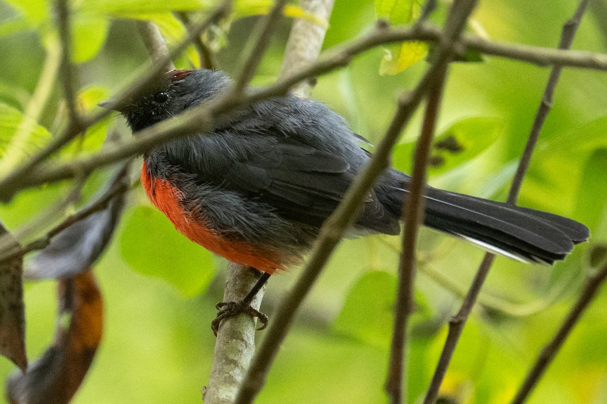 Candelita Plomiza - ML648272359