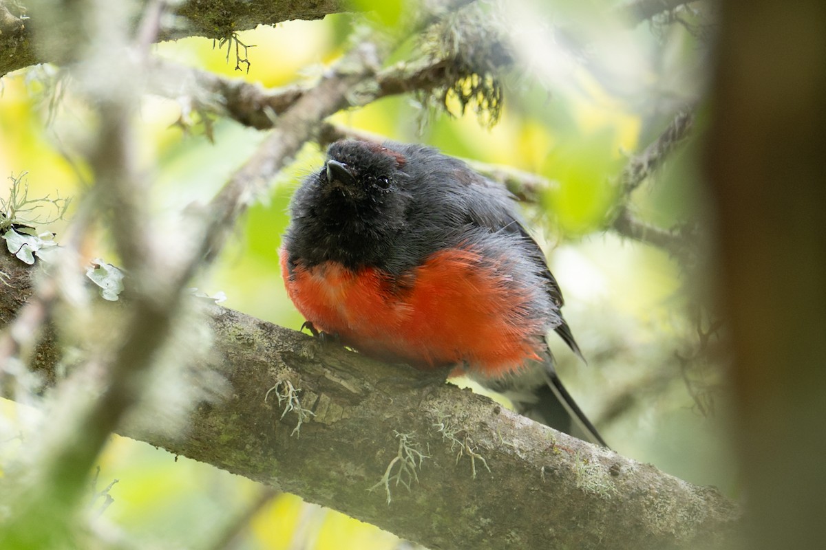 Candelita Plomiza - ML648272362