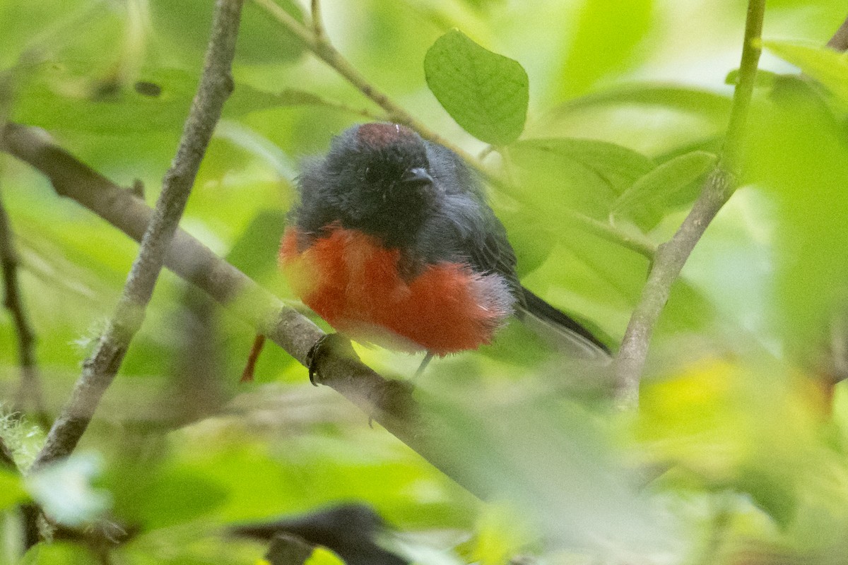 Candelita Plomiza - ML648272364