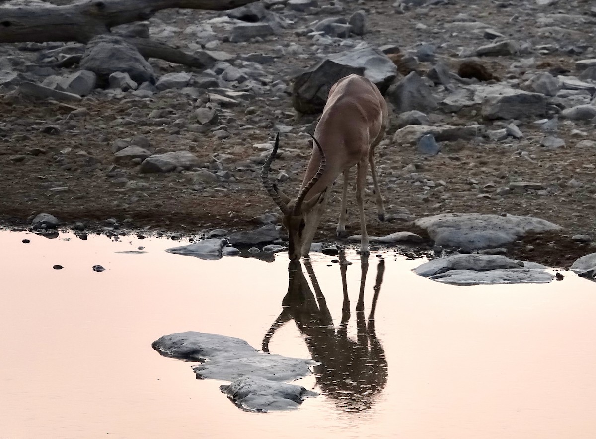 Mammals - ML648272396