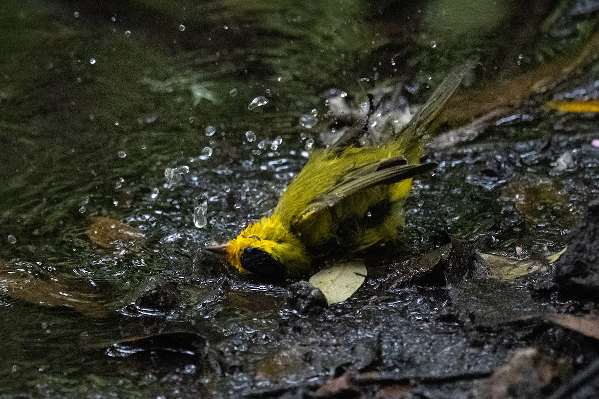 Reinita de Wilson - ML648272410