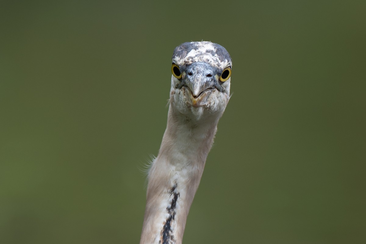 Garza Azulada - ML648272418