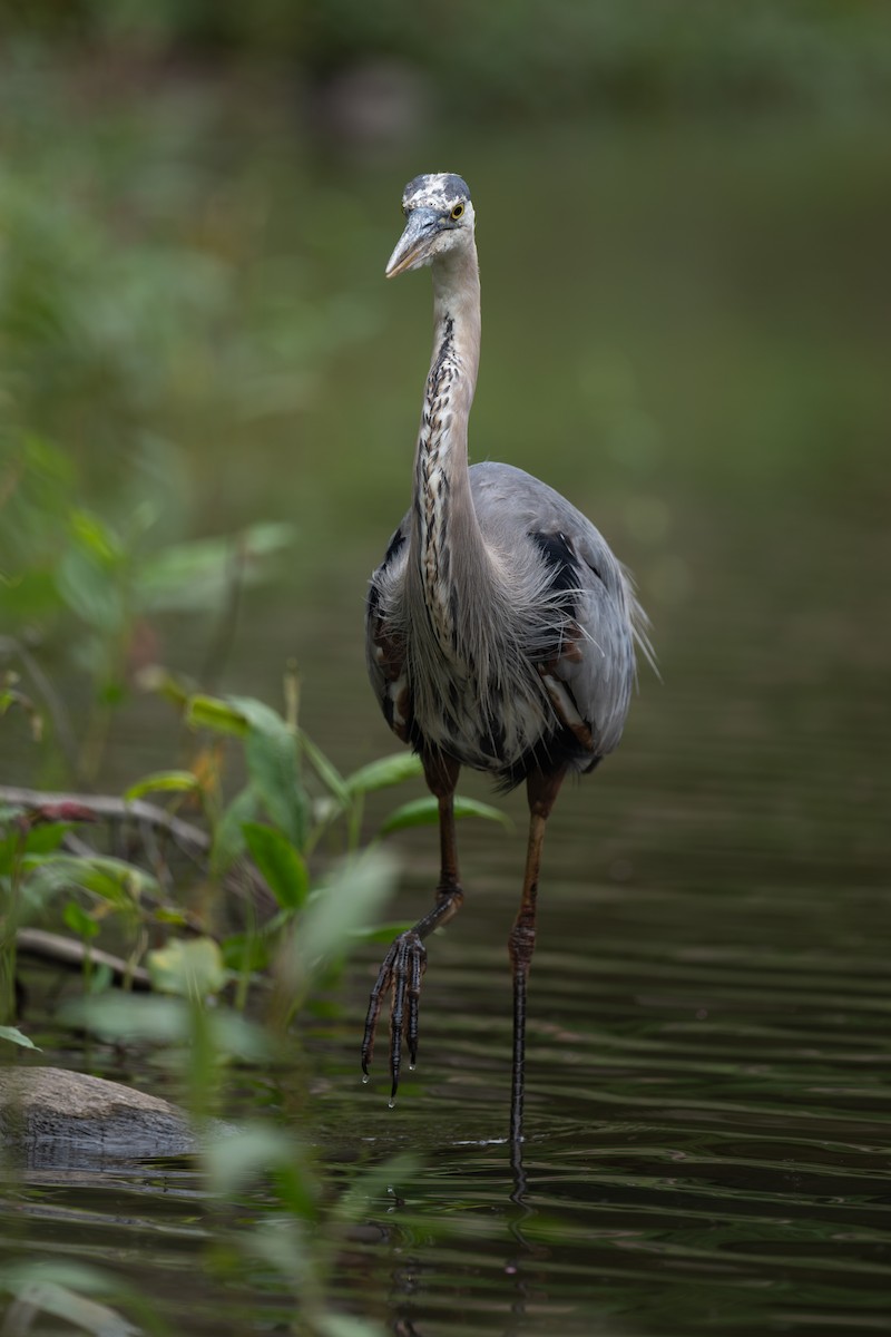 Garza Azulada - ML648272419