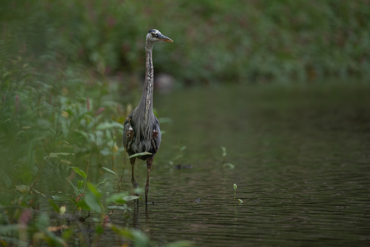 Garza Azulada - ML648272420