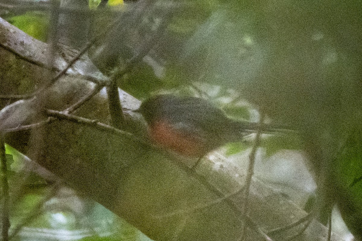 Candelita Plomiza - ML648272566