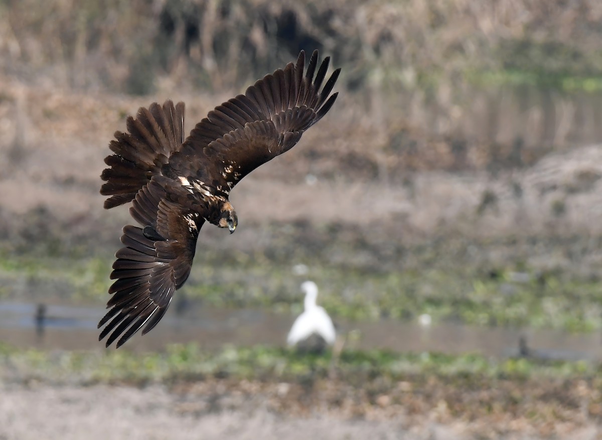 Western Marsh Harrier - ML648273074