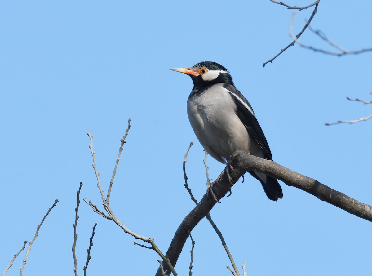 Indian Pied Starling - ML648273154