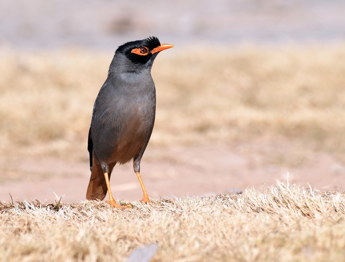 Bank Myna - ML648273373