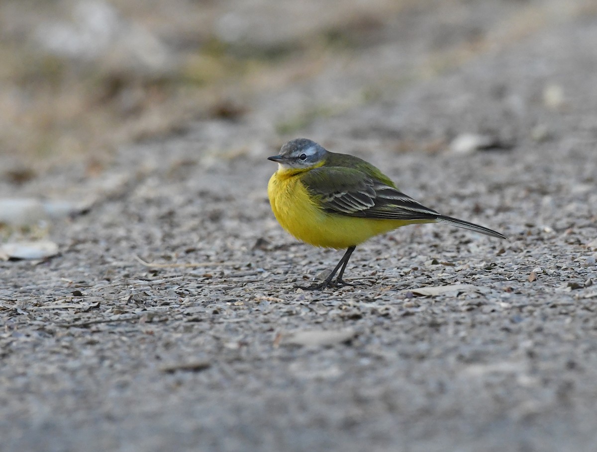 Western Yellow Wagtail - ML648273636