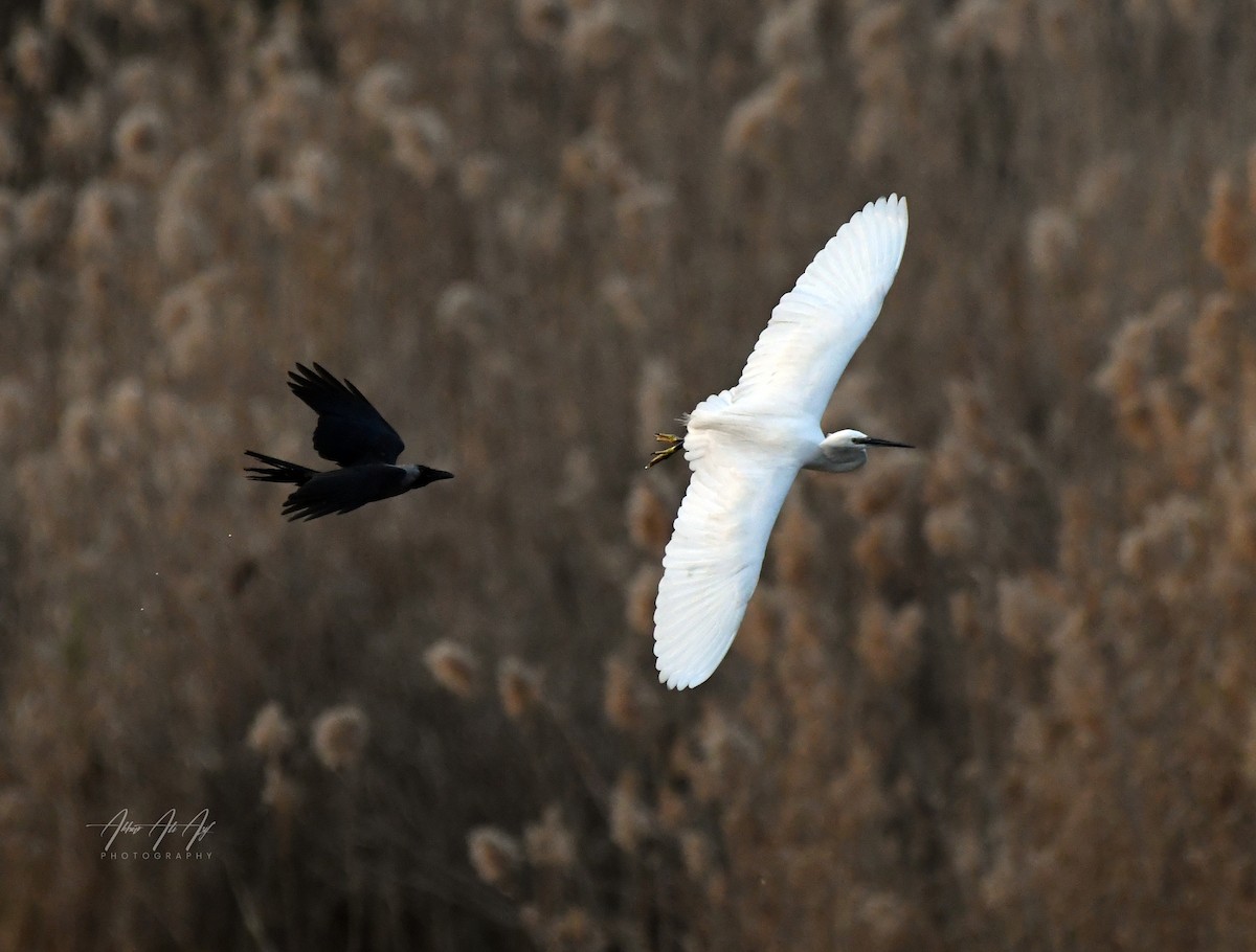 Little Egret - ML648273931