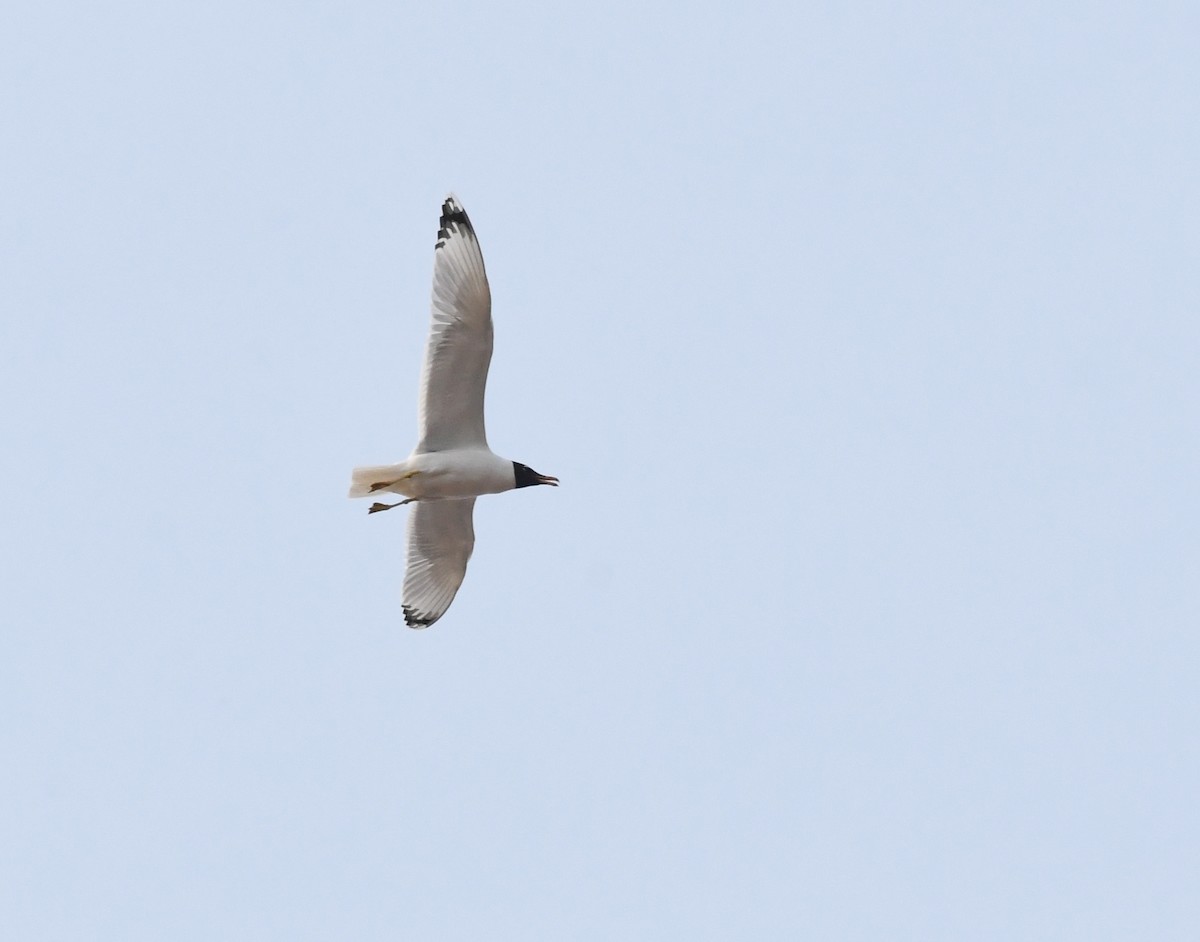 Pallas's Gull - ML648274019