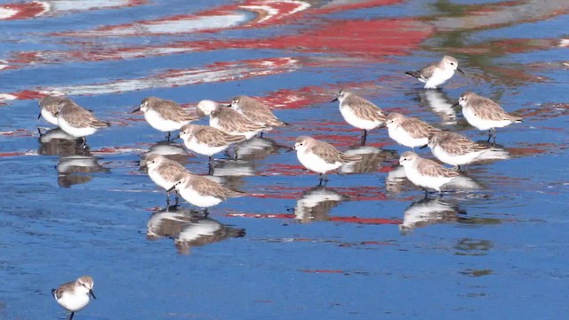 Bécasseau semipalmé - ML648274698