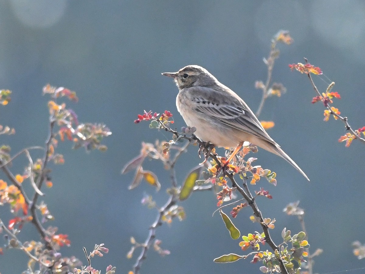 Tawny Pipit - ML648275685